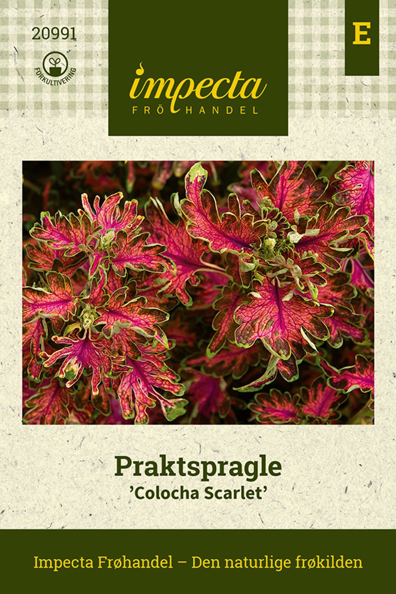 Praktspragle 'Colocha Scarlet'