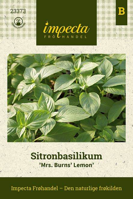 Hovedbilde Sitronbasilikum 'Mrs. Burns' Lemon'