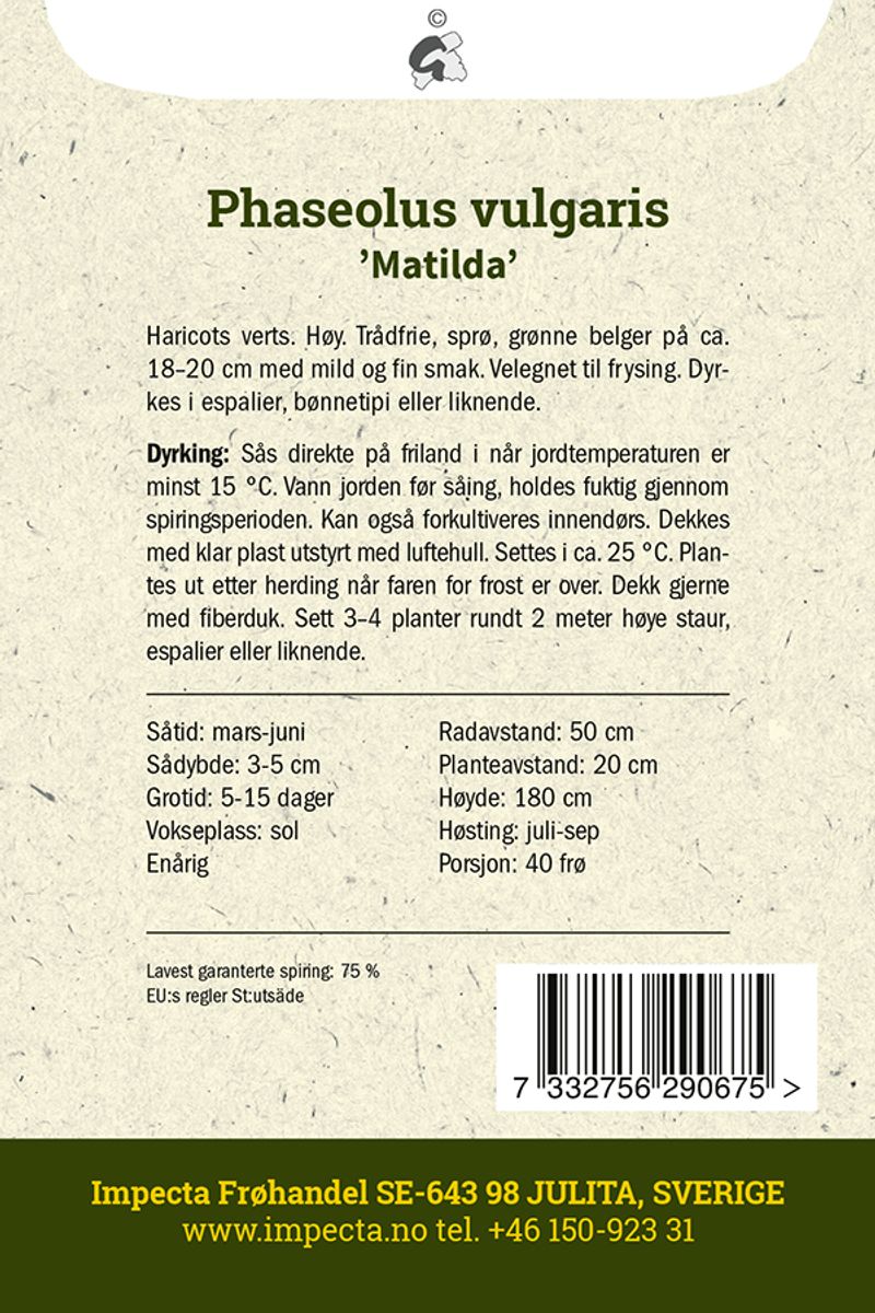 Storbrekkbønne 'Matilda'