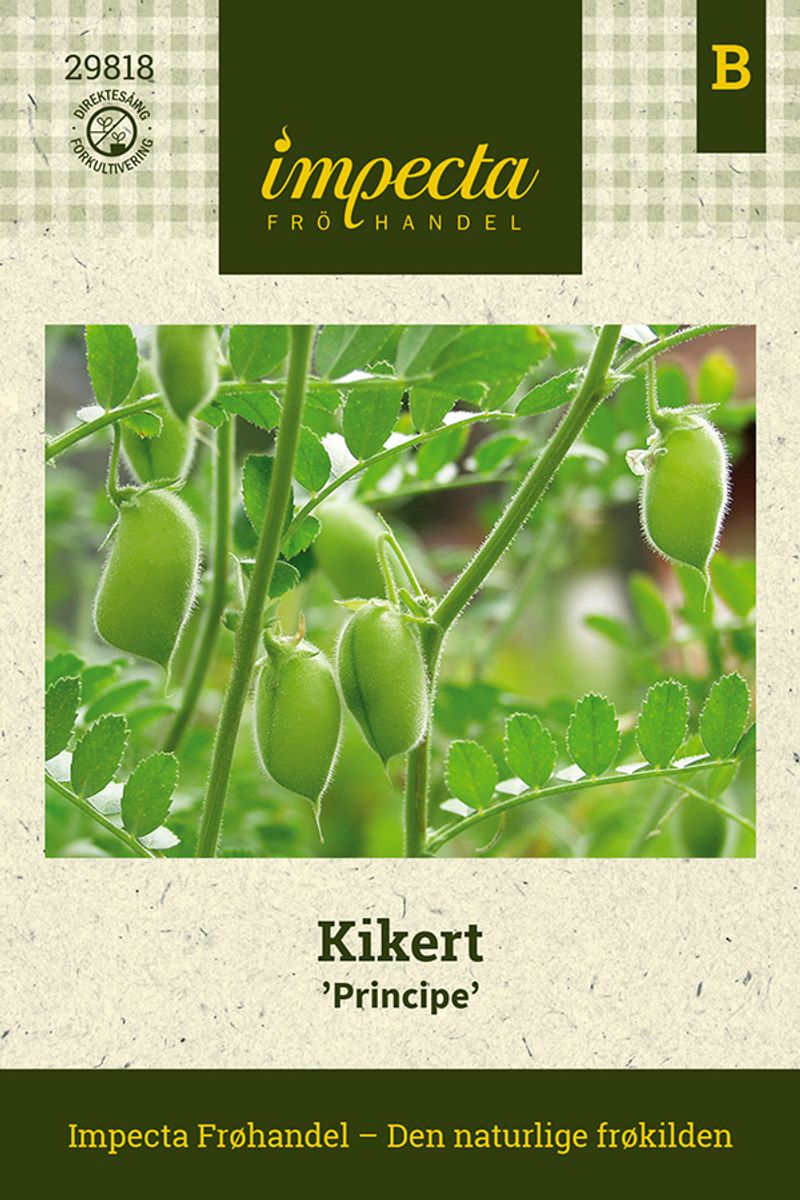 Kikert 'Principe'