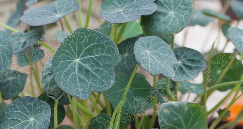 Micro Leaf Salatkarse