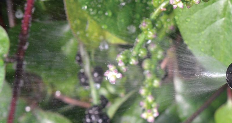 Sprayflaske 1 liter