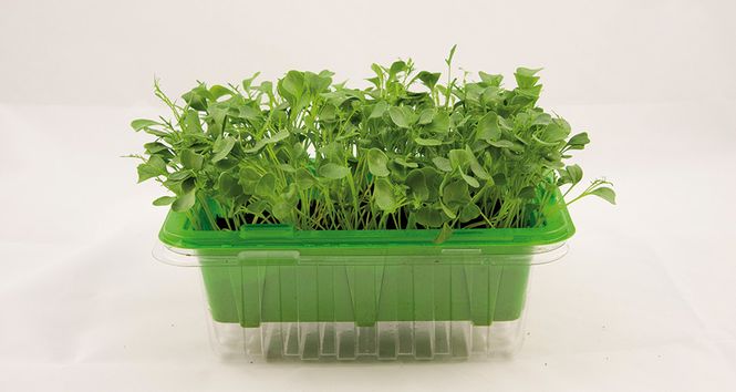 Hovedbilde Micro Leaf Grønnkål
