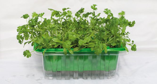 Hovedbilde Micro Leaf Koriander