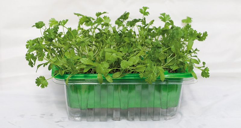 Micro Leaf Koriander