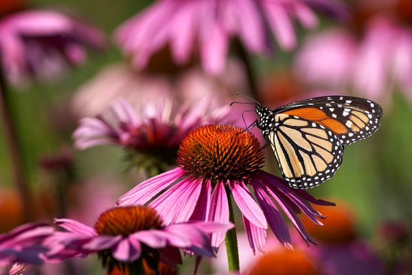 Hovedbilde 3 stk Echinacea purp. 'The King'