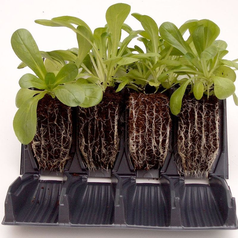 Rootrainers. For såing og småplante dyrking. 8cm dyp