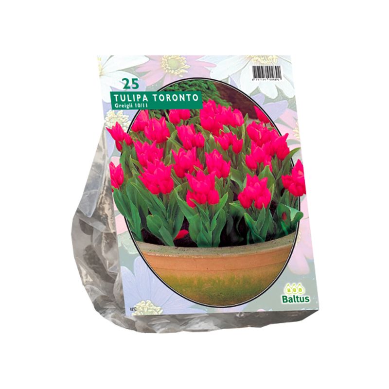 Tulipan Toronto-Greigii-15-stk-blomsterløk