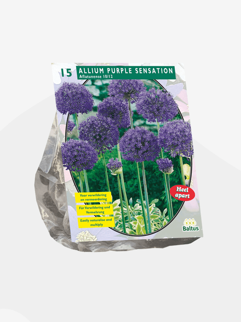Hovedbilde Allium Aflatunense Purple Sensation. Løk: 10/12. ...