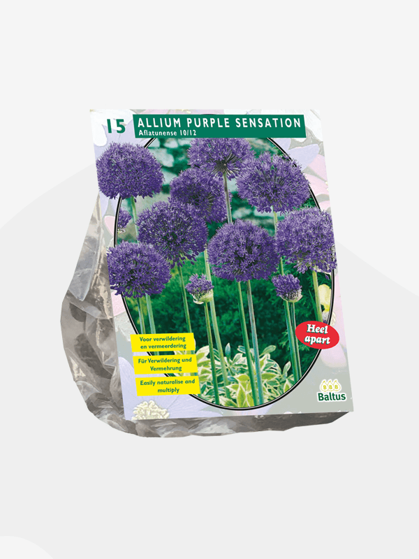 Allium Aflatunense Purple Sensation. Løk: 10/12. Antal 15