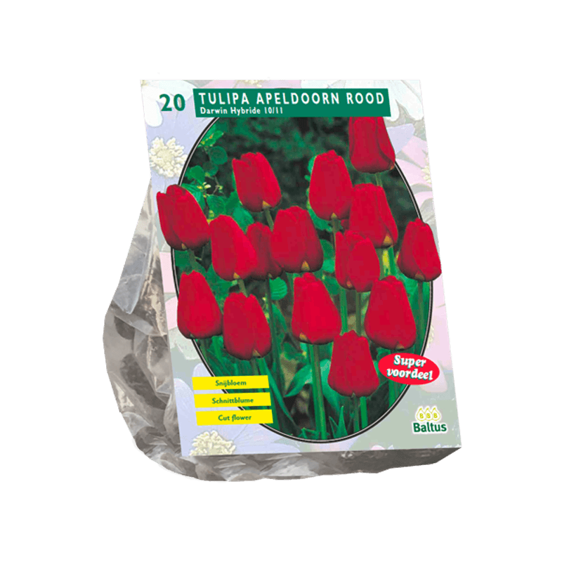 Tulipa Apeldoorn Rood, Darwin. 10  stk blomsterløk av tulipan.