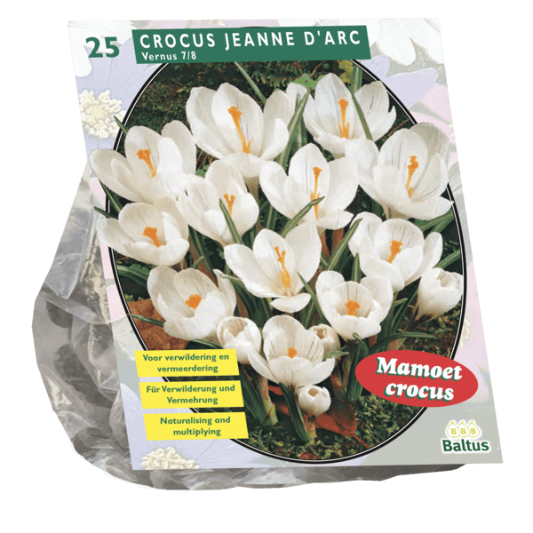 Hovedbilde Crocus Storblomstret, hvite  7/8. Antall løk 25.