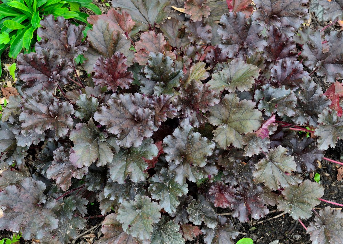 3 stk Heuchera 'Prince'