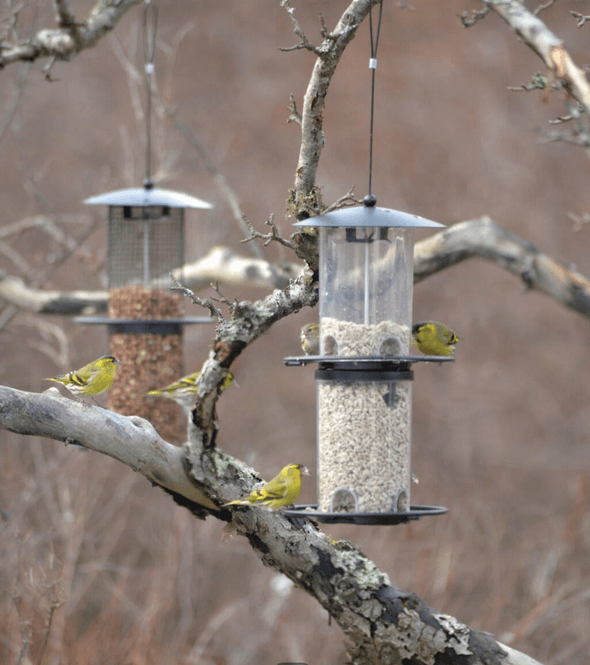Hovedbilde Fuglemater frø. 8 foruttak