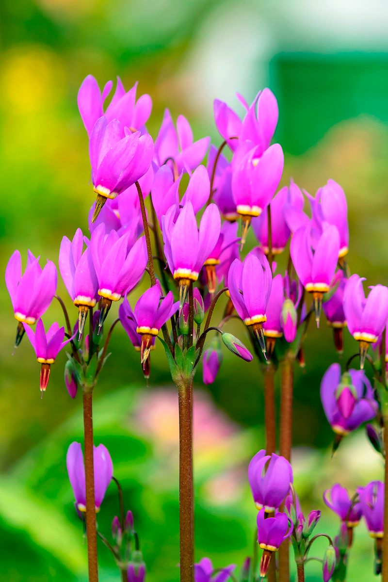 3 stk Dodecatheon pulchellum 'Red Wings'