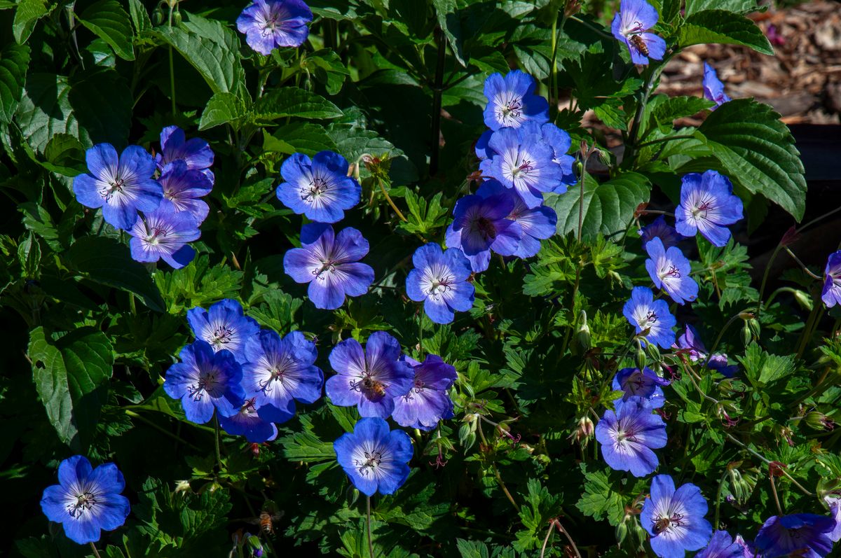 3 stk Geranium 'Rozanne'