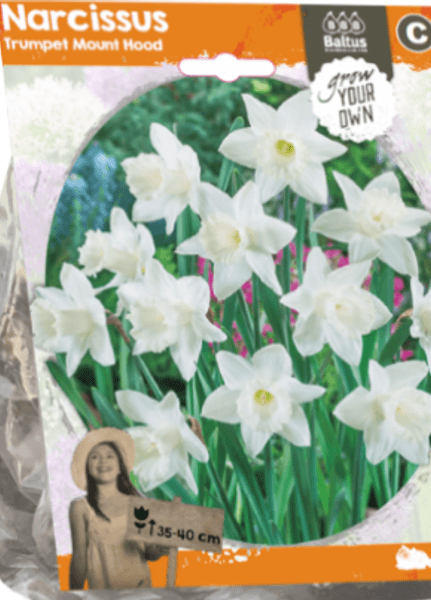 Hovedbilde Narcis 'Mount Hood' - 10 stk blomsterløk av ...