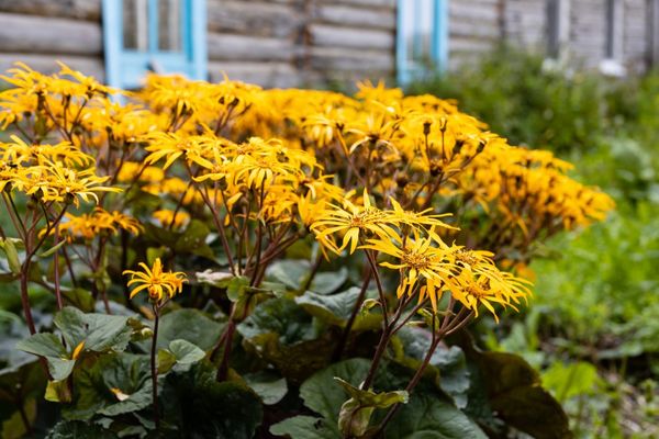 Hovedbilde 3 pakk Ligularia dentata ‘Othello’,  ...