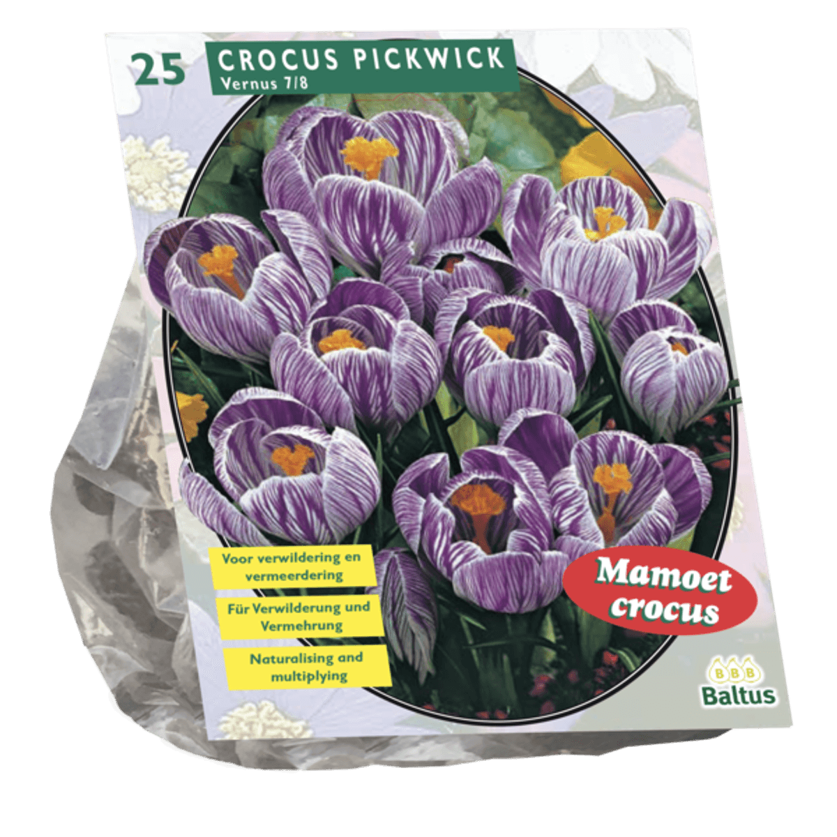 Crocus Storblomstret, blå og lillastripede  7/8. Antall løk 25.