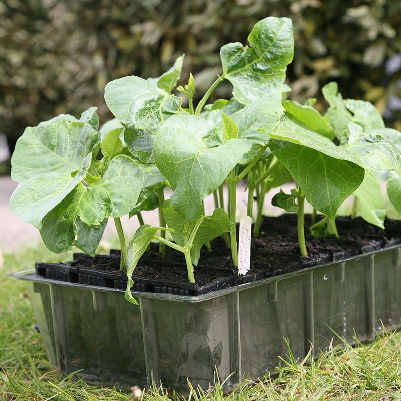 Rootrainers Maxi .For såing og småplante dyrking. 13cm dyp.