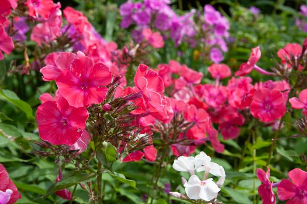 Hovedbilde 3 stk Phlox (P) 'Grenadine Dream'