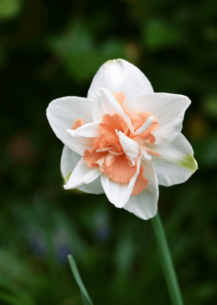 Hovedbilde Narcis 'Replet' - 10 stk blomsterløk av ...