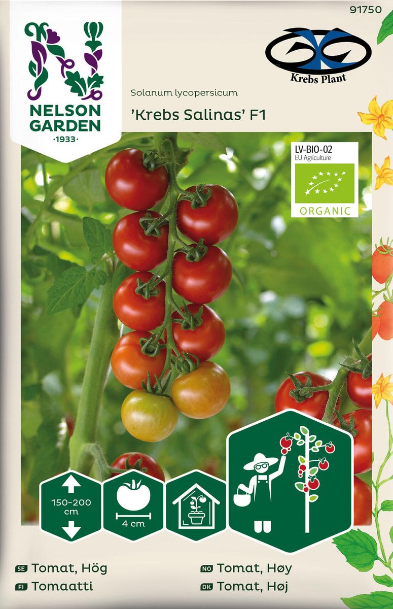 Tomat Cocktail. ''Krebs Salinas' F1